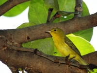 Yellow warbler